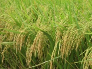 Giá lúa gạo hôm nay ngày 2/12: Xuất khẩu gạo nhiều khả quan